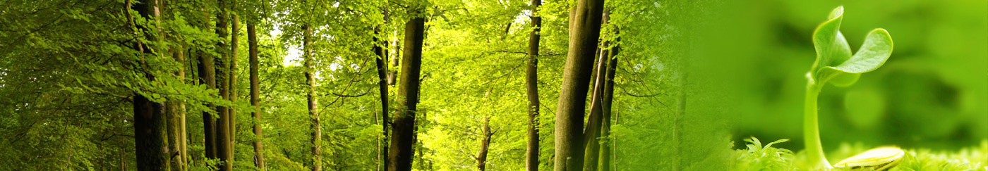 Tree Plantation
